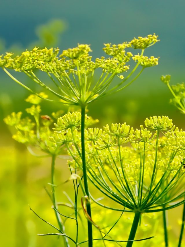 Why Are Fennel Seeds (Sauff) Recommended After Meals